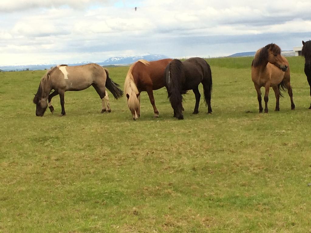 Villa - South Iceland Laugaras ภายนอก รูปภาพ